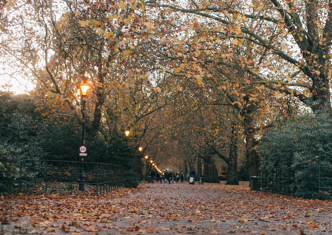 Pulizie aree verdi e giardini, che fare